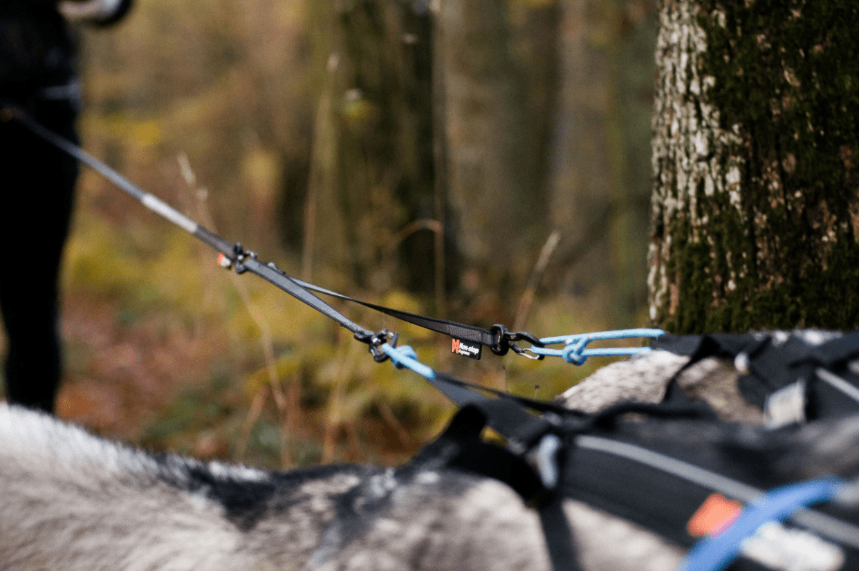 Touring Bungee Double (Non - Stop Dogwear) - SnowPaw Store - Non - Stop Dogwear - Lines